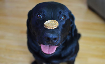 Brewski Biscuits Vermont Dog Treats